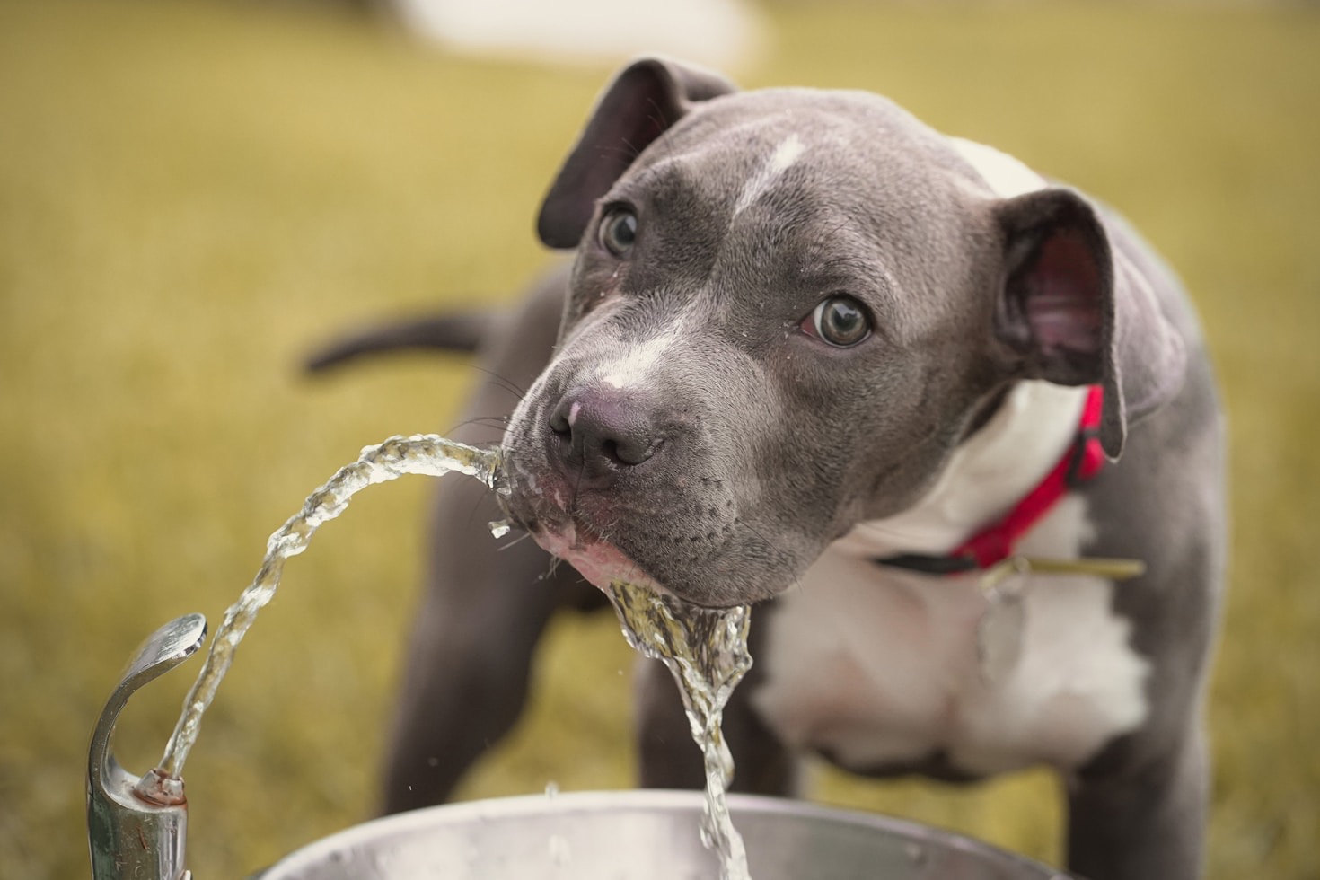 Top Tips for Happy Dog Walk Experiences