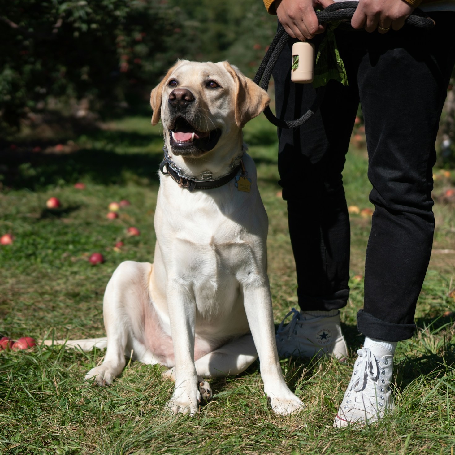 The Role of Doggie Diner in Neighborhood Connection